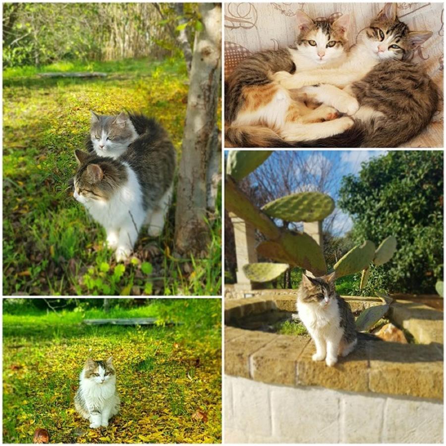 Trulli Aurasia ออสตูนี ภายนอก รูปภาพ