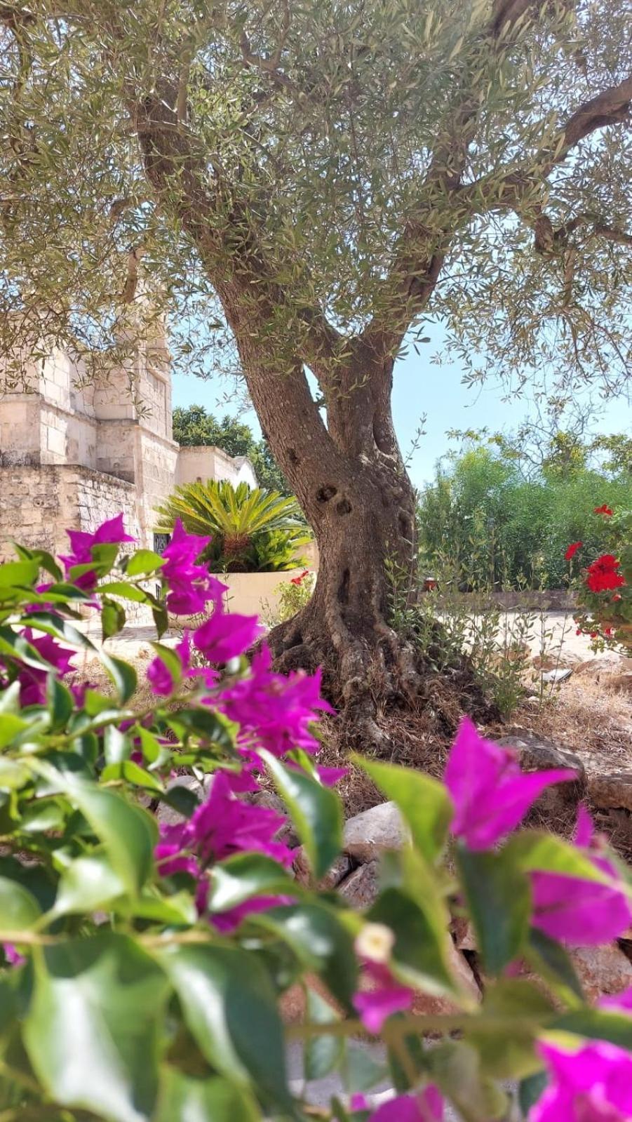 Trulli Aurasia ออสตูนี ภายนอก รูปภาพ