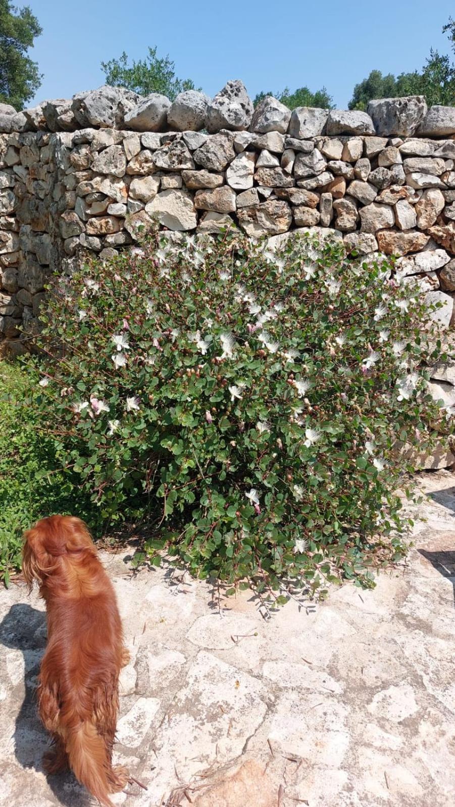 Trulli Aurasia ออสตูนี ภายนอก รูปภาพ